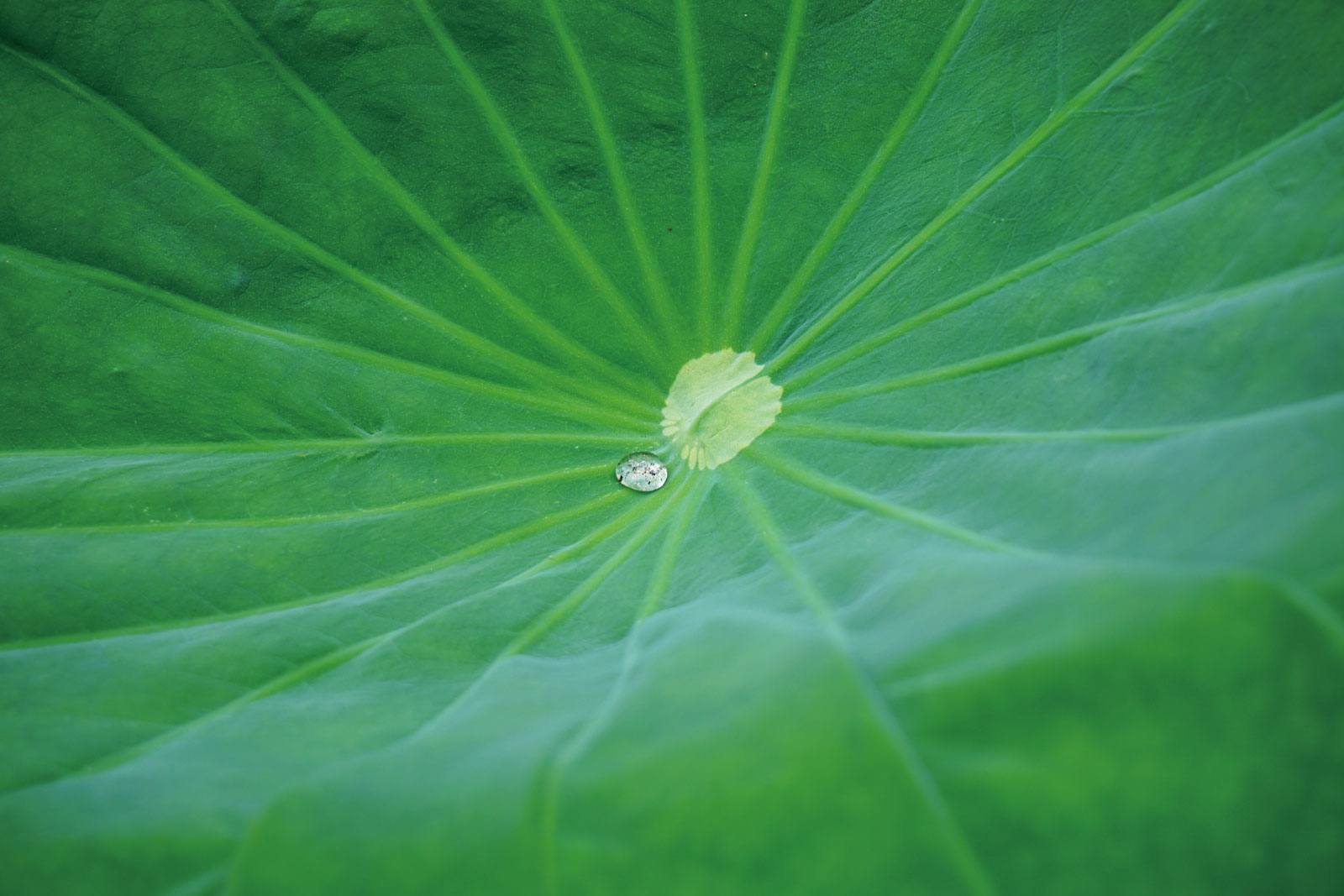 写真 小満